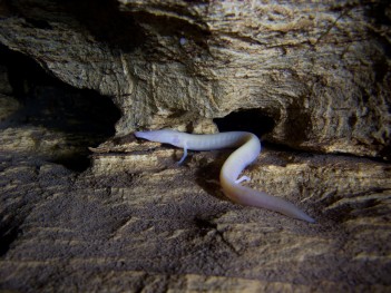 Čovječja ribica u svom podzemnom habitatu / the olm in its underground habitat